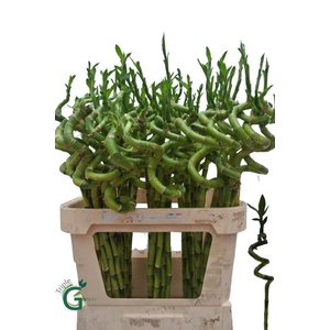 DRAC LUCKY BAMBOO