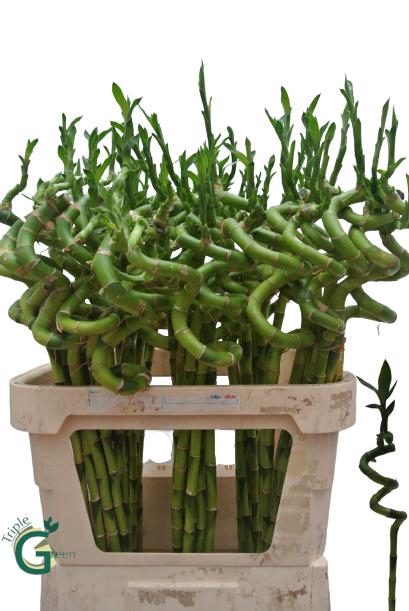 <h4>DRAC LUCKY BAMBOO</h4>