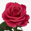 Rosa large tacazzi+