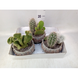 Cactus   ...