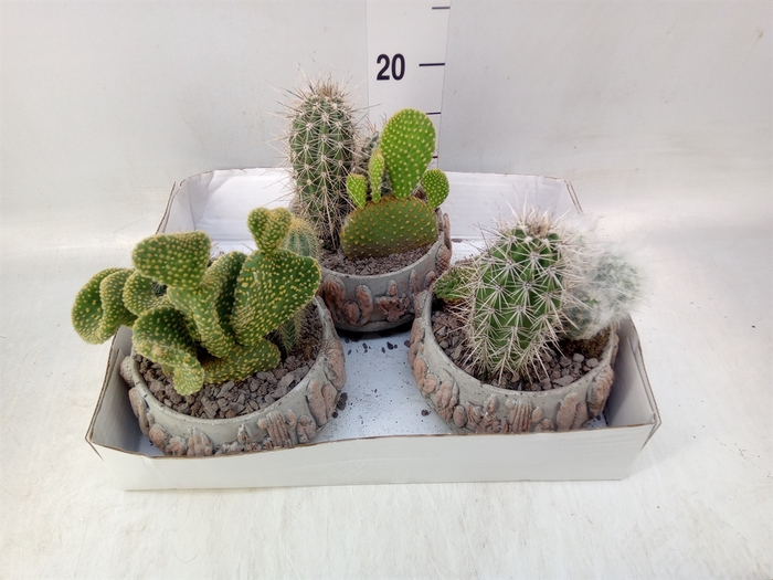 <h4>Cactus   ...</h4>