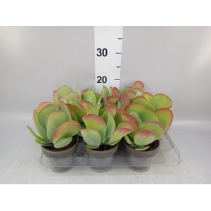 Kalanchoe NF thyrsiflora