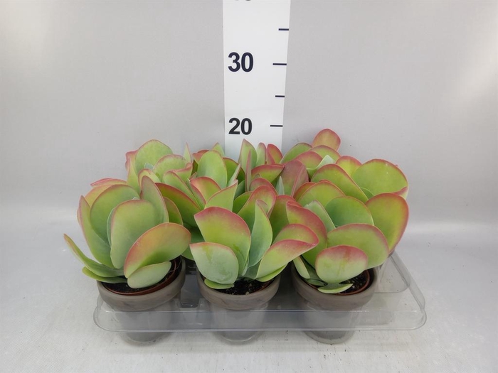 <h4>Kalanchoe NF thyrsiflora</h4>