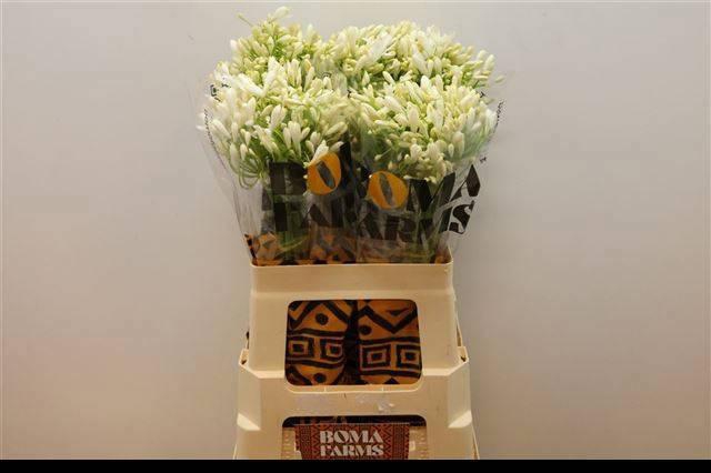 <h4>AGAP WHITE HEAVEN</h4>