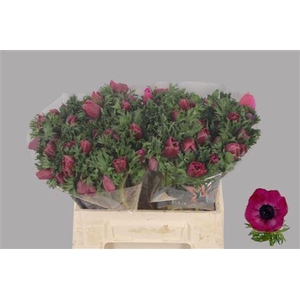 Anemone Galil Purper