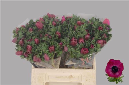 <h4>Anemone Galil Purper</h4>