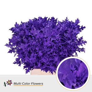Eik Fijn Violet Donker