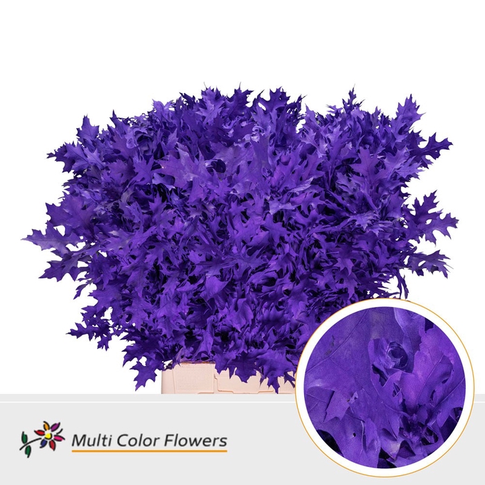 <h4>Eik Fijn (80 cm) Violet donker</h4>