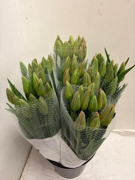 <h4>TU EN LA ROMAINE</h4>