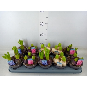 Hyacinthus orie.   ...mix 3