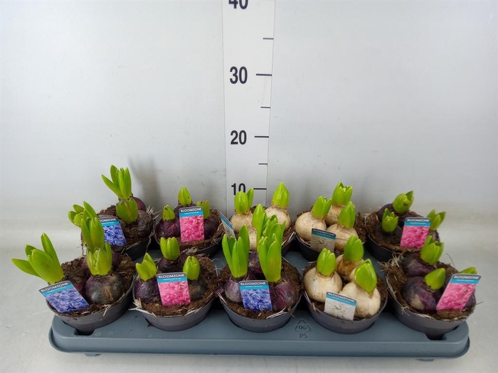 <h4>Hyacinthus orie.   ...mix 3</h4>