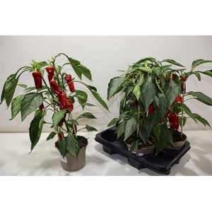 Paprika Planten