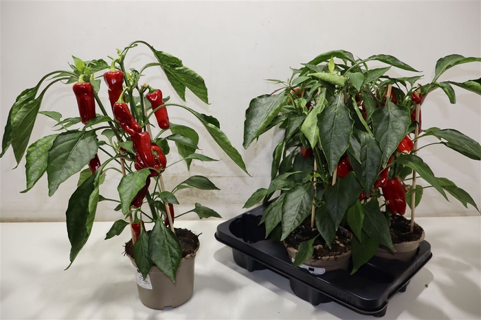 <h4>Paprika Planten</h4>