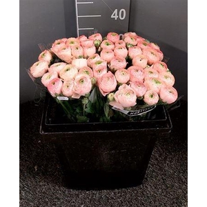 Ran Succ Touareg Salmone