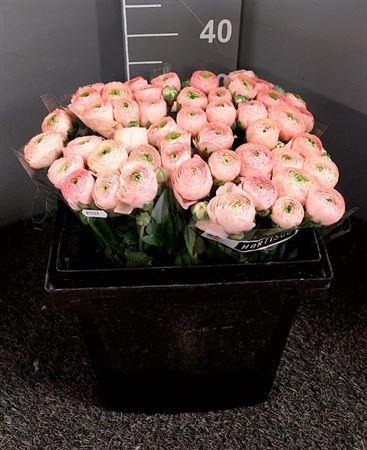 <h4>Ran Suc Ex Touareg</h4>