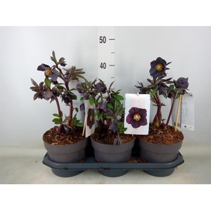 Helleborus ori.