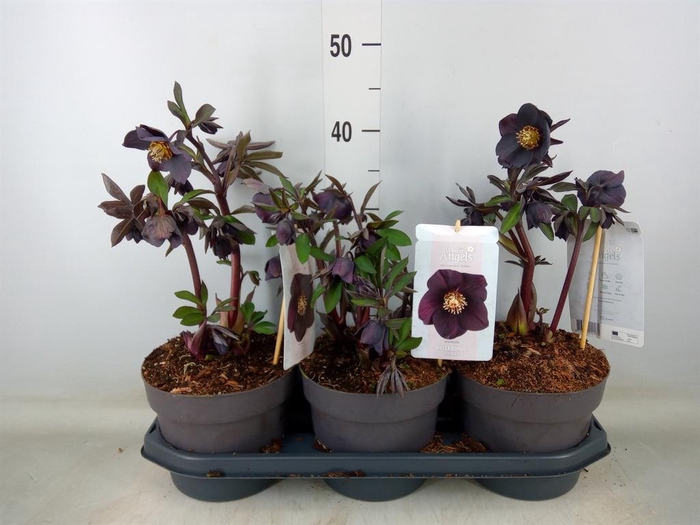 <h4>Helleborus ori.</h4>