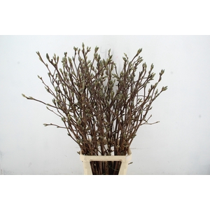 MAGNOLIA SUPERBA 130CM