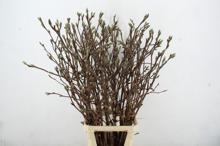 <h4>MAGNOLIA SUPERBA 130CM</h4>