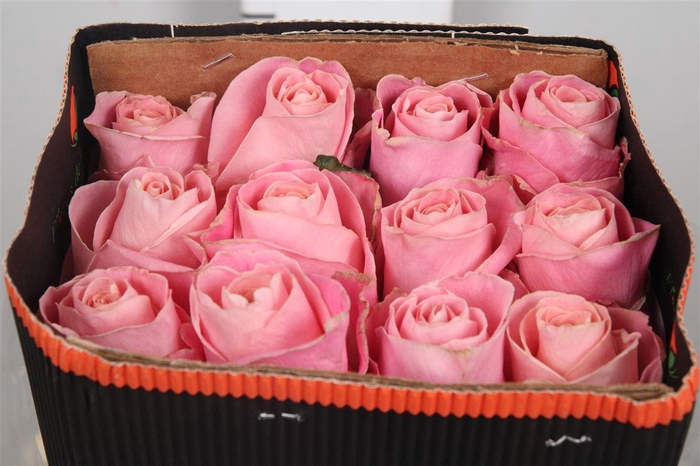 <h4>R Gr Hermosa Ec</h4>