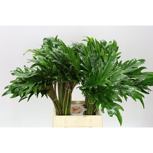 Philodendron Xanadu