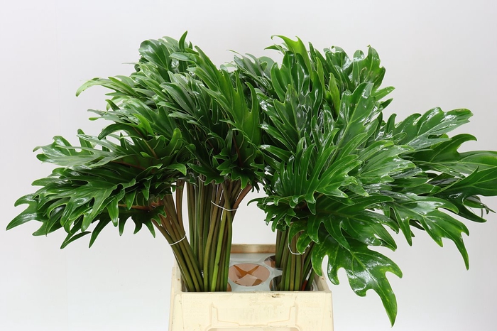 <h4>Philodendron Xanadu</h4>