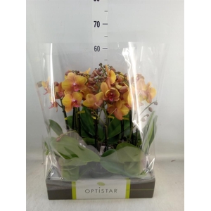 Phalaenopsis   ...orange