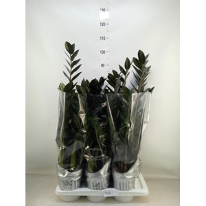 Zamioculcas zamiifolia 'Super Nova'