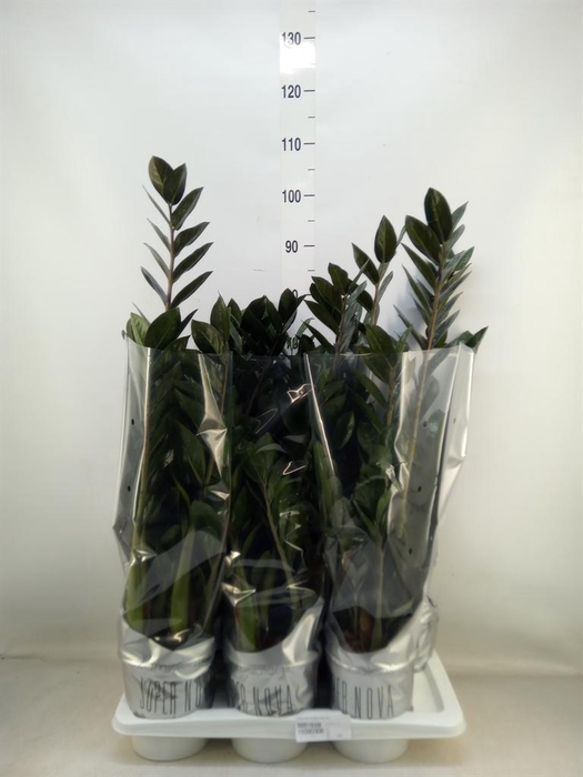 <h4>Zamioculcas zamiifolia 'Super Nova'</h4>