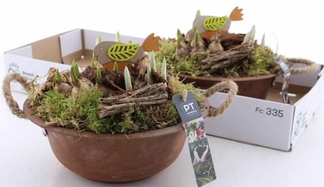 <h4>BOLBLOEMEN OV</h4>