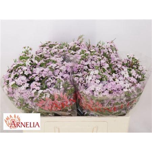 Chamelaucium Un Dancing Queen 50cm 25gr