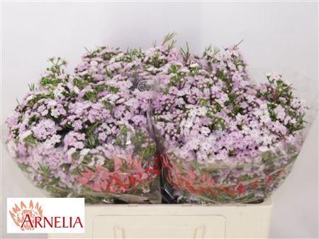<h4>Chamelaucium Un Dancing Queen 50cm 25gr</h4>
