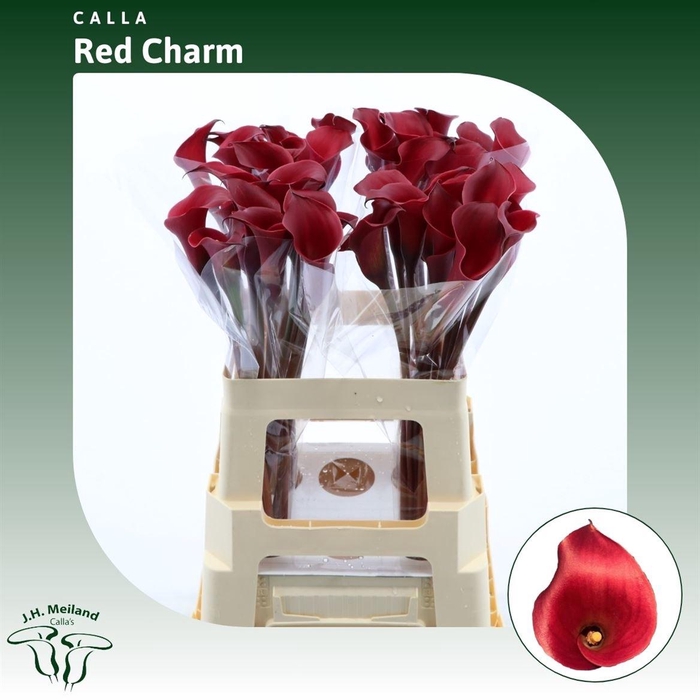 <h4>Calla Red Charm</h4>