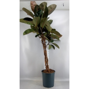 Ficus elastica 'Burgundy'
