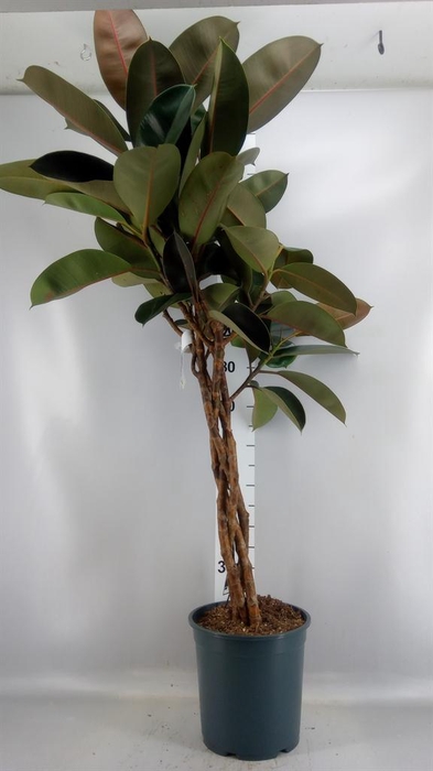 <h4>Ficus elastica 'Burgundy'</h4>