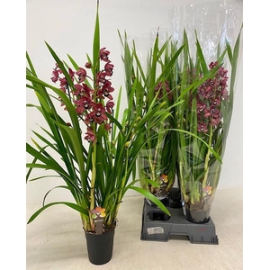 CYMBIDIUM OV