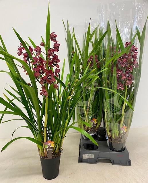 CYMBIDIUM OV