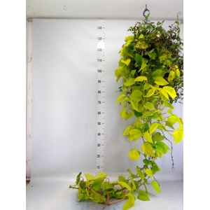Epipremnum pinn. 'Golden Pothos' HG