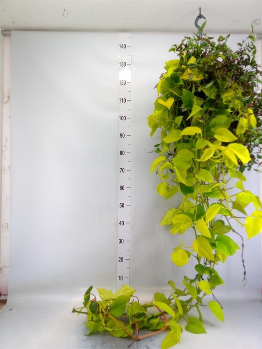 <h4>Epipremnum pinn. 'Golden Pothos' HG</h4>