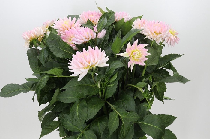 <h4>Dahlia Dianas Memory</h4>