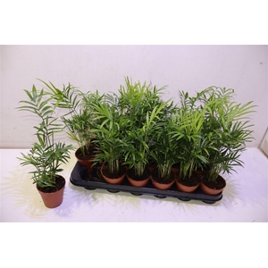 Chamaed Elegans
