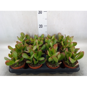 Crassula ovata 'Sunset'