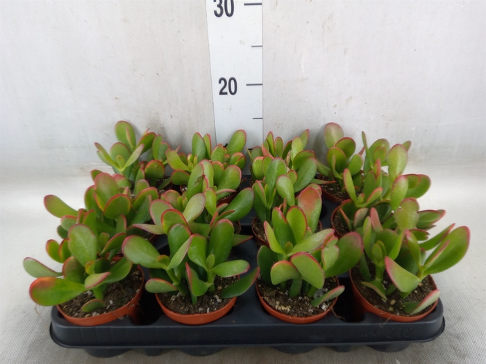 <h4>Crassula ovata 'Sunset'</h4>