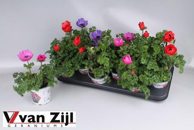 <h4>ANEM CO HARM GEM</h4>