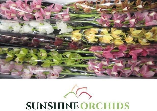 <h4>CYMB MI GEM</h4>