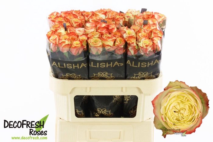 <h4>R Gr Adventure Alisha</h4>