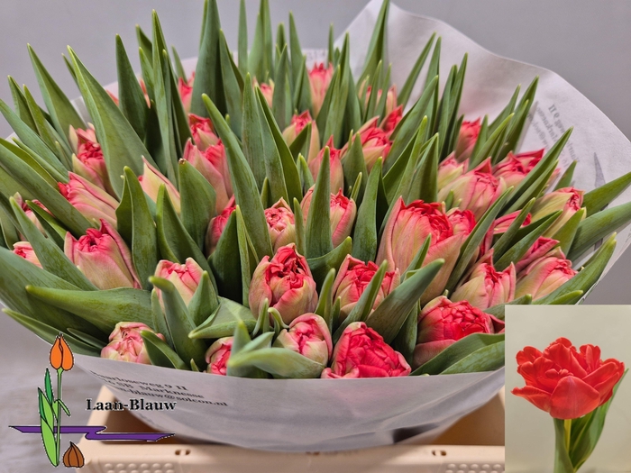 <h4>TU DU DOUBLE TWIST</h4>