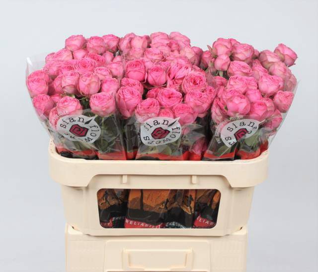 <h4>R TR GISELLE!</h4>