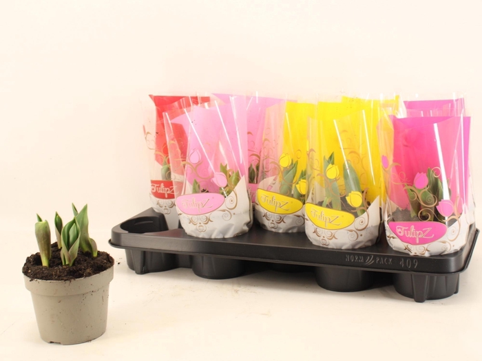 <h4>TUL GEM 4 KLEUREN</h4>