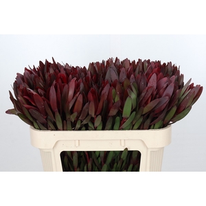 Leucadendron Saf Sunset Dark R.